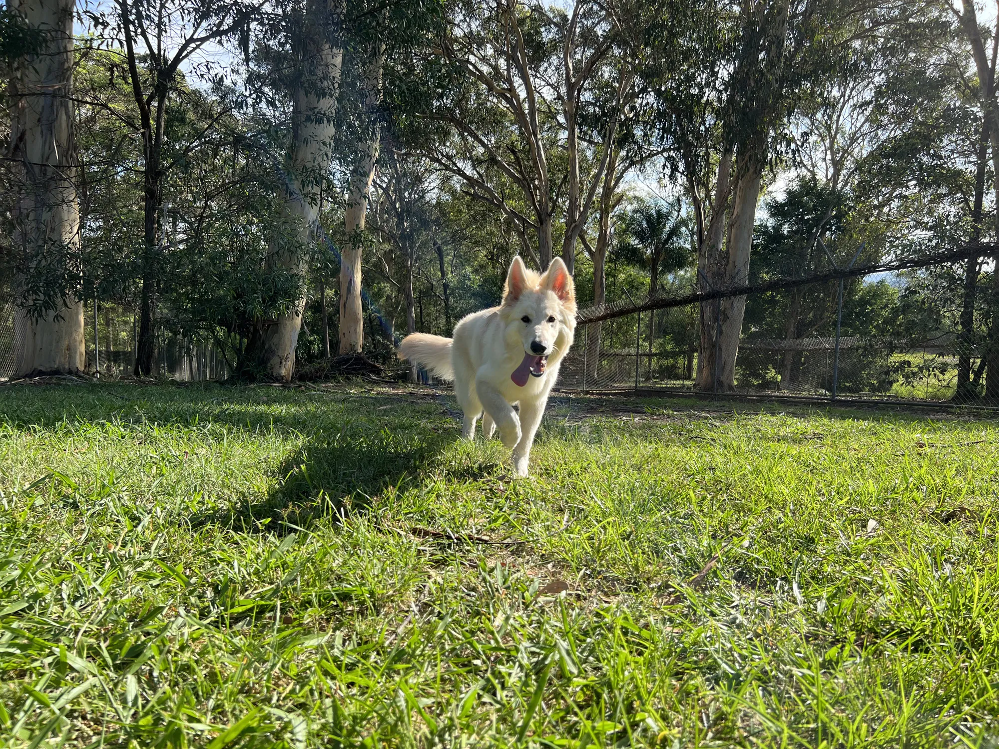 Dog Boarding Brisbane